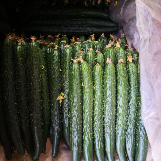 沂南县刺黄瓜 25~35cm