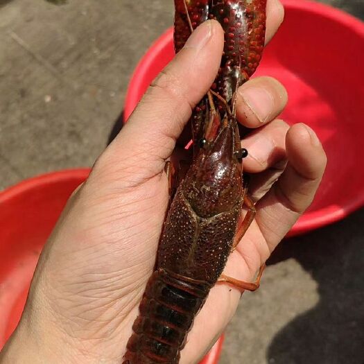 连云港清水小龙虾 2-4钱 人工养殖