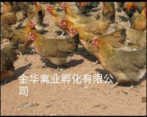 贵阳黑瑶鸡苗 母苗，外省可到