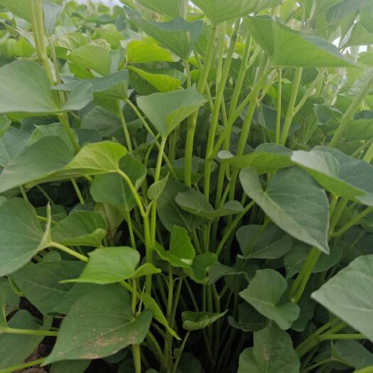 西安秦薯4号红薯苗 25~35cm