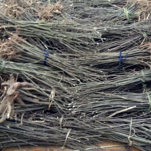 瑞昌市吴茱萸苗