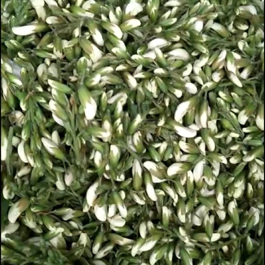 洛阳槐树花 鲜货