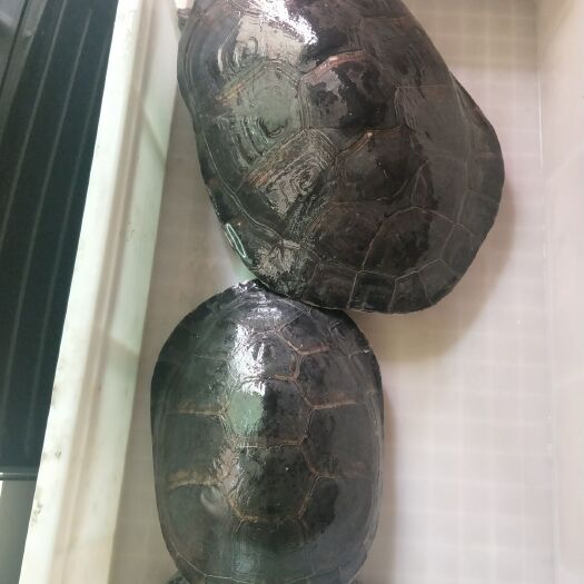 东莞市金龟子
