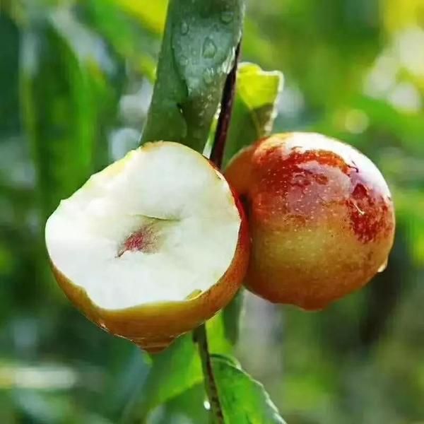 大荔冬枣批发采购_大荔冬枣供应_大荔冬枣价