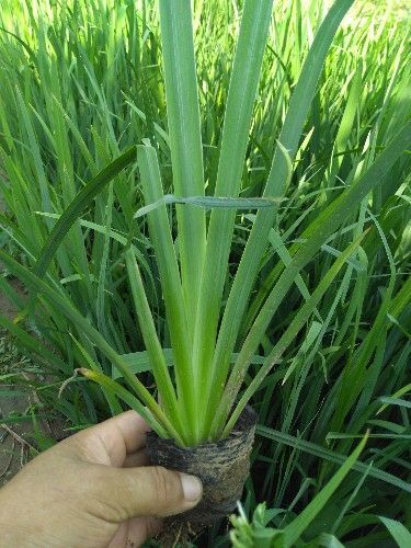 青州市黄菖蒲