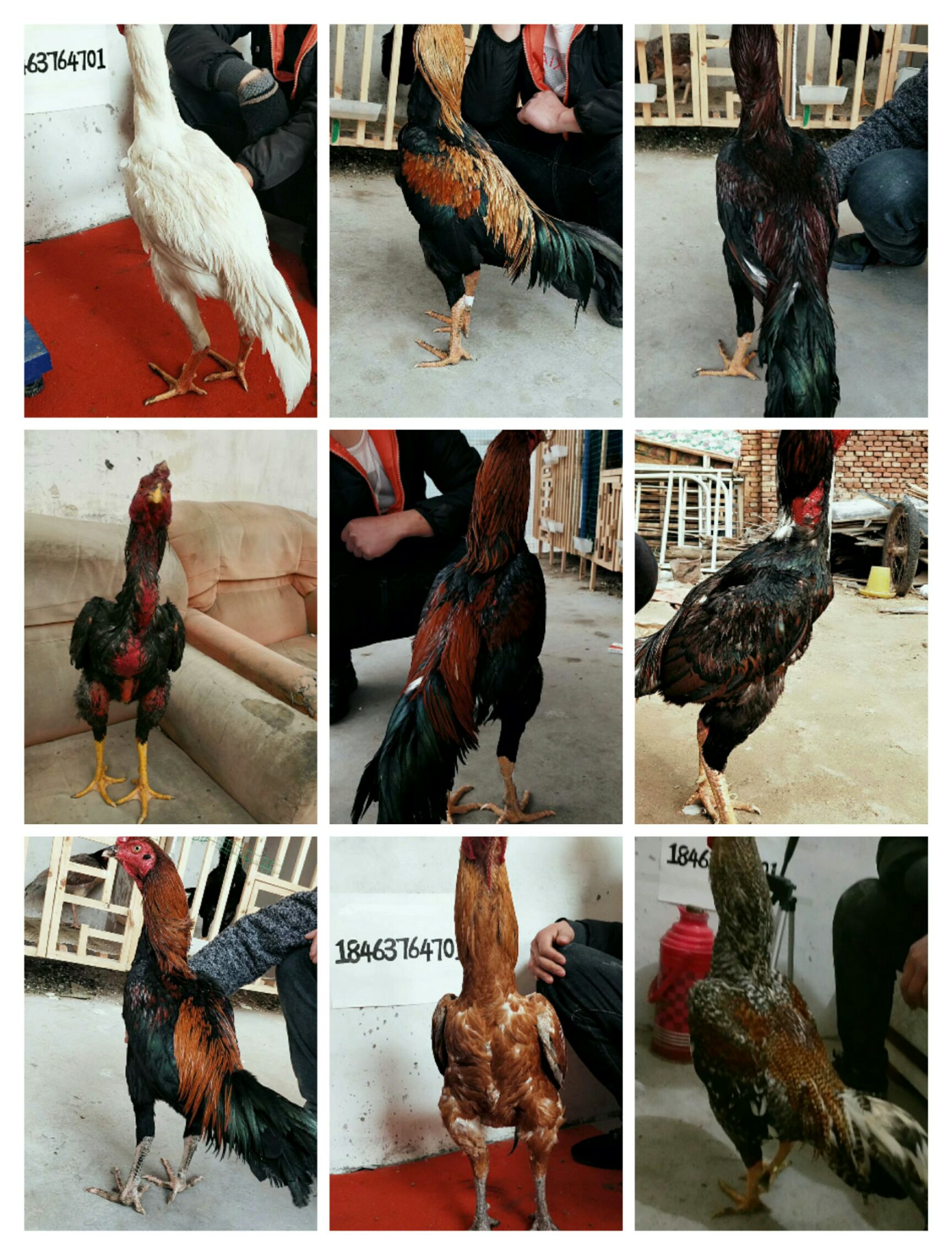 云南省保山市施甸县斗鸡 肉货