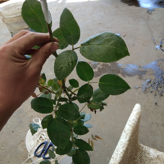 西昌市红玫瑰 枝干粗壮，花型好，颜色红润