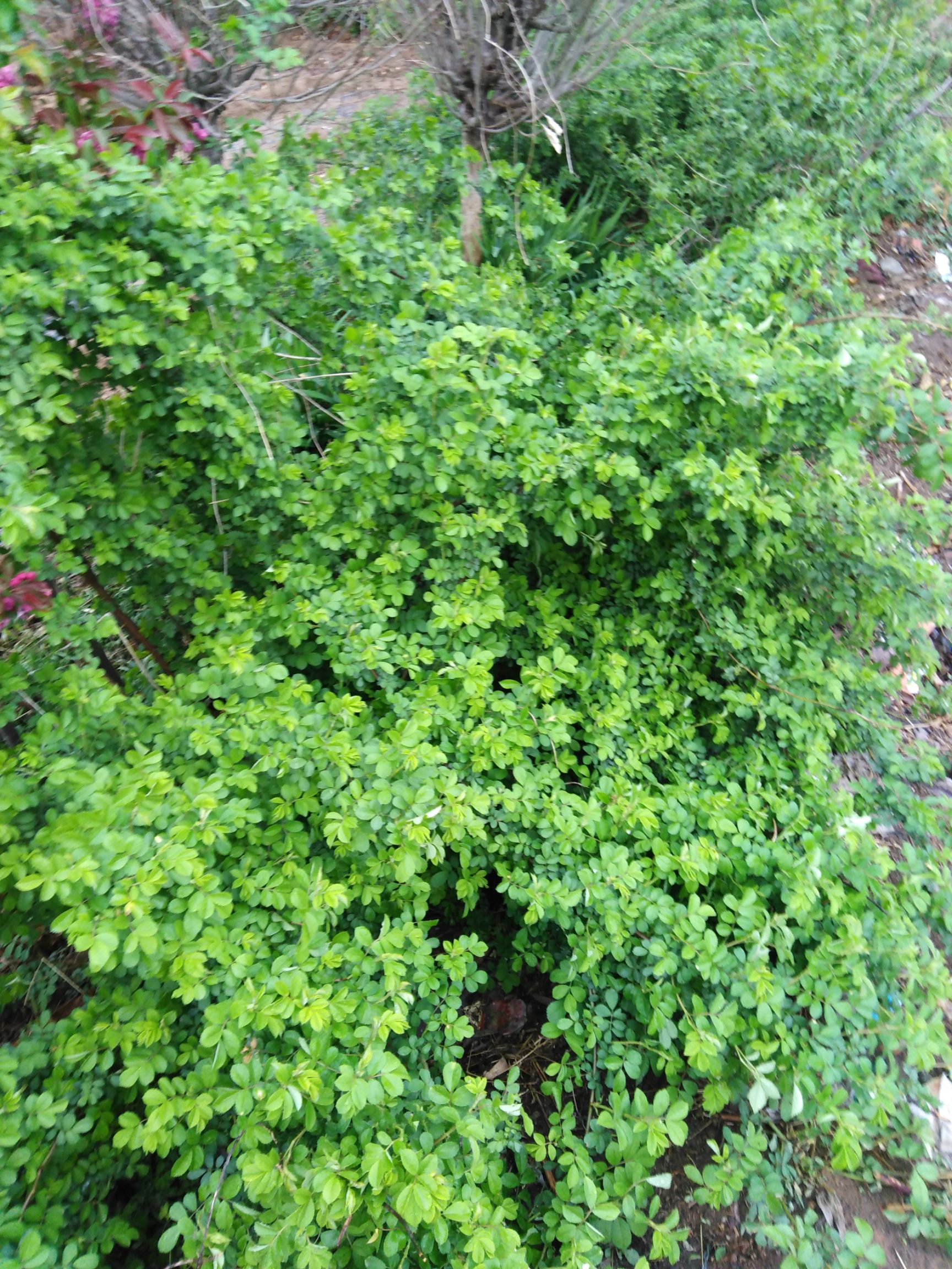 大马士革3号玫瑰