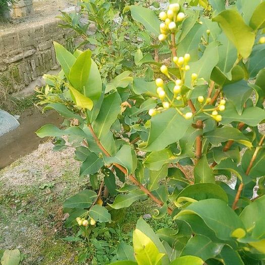 漳州黑糖芭比莲雾苗