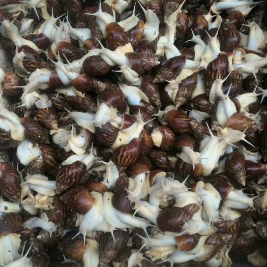 册亨县 天然白玉蜗牛20到30克之间