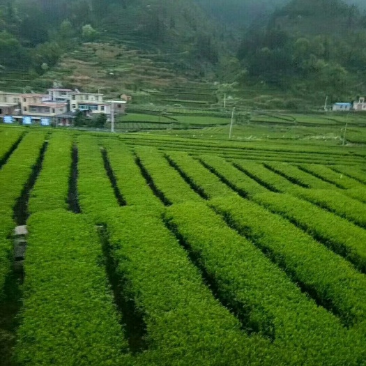 汝城县高山绿茶 特级 袋装