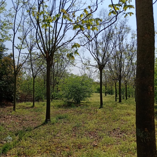 广德市黄山栾树
