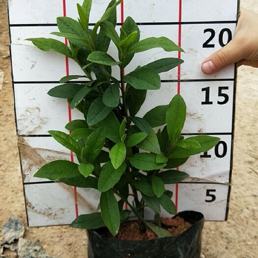 漳州毛杜鹃 0.5米以下