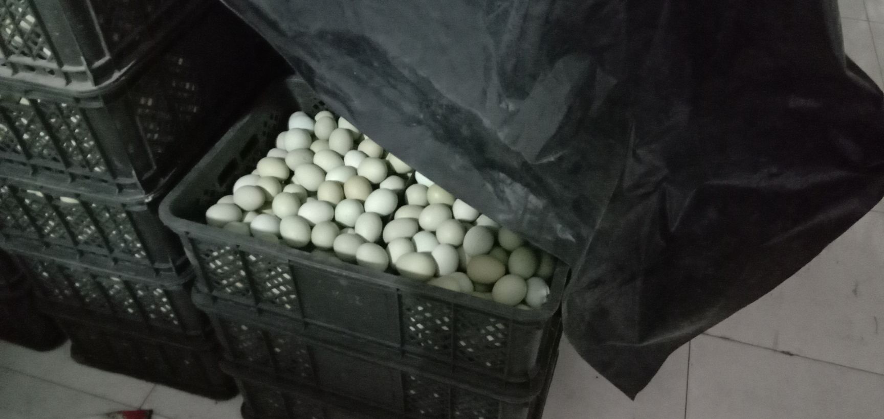 绿壳鸡蛋 食用 散装