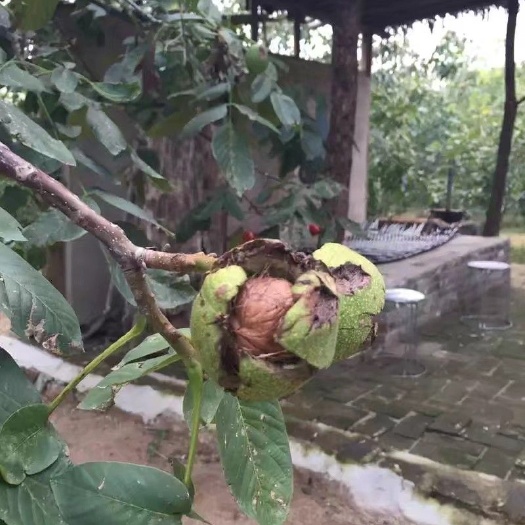 葫芦岛现榨核桃油