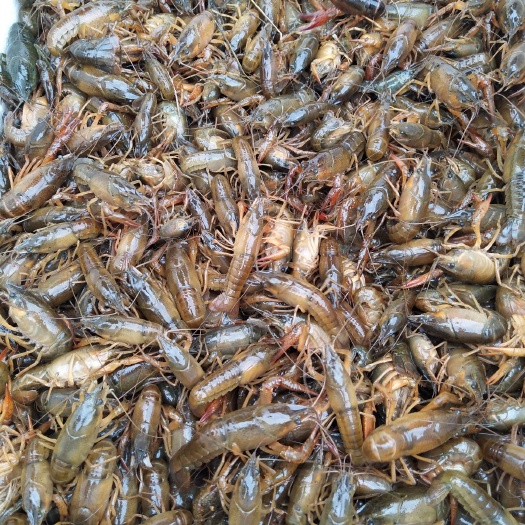 重庆市 纯塘口优质小龙虾虾苗，种虾，活力好，川渝地区免费配送