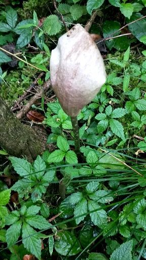融水县白魔芋