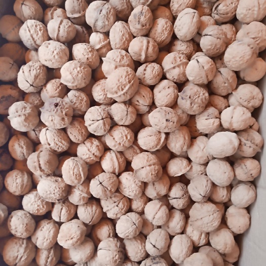 揭西县 云南纸皮核桃15公斤1箱