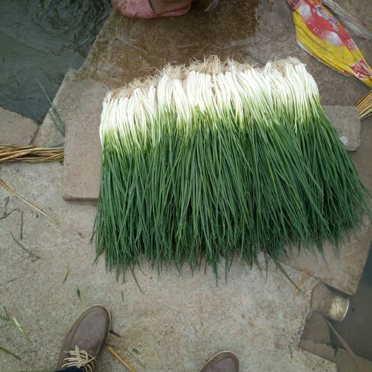贵阳小香葱