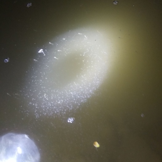 三台县泥鳅苗