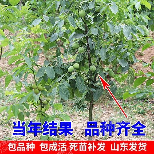 平邑县9818核桃树苗