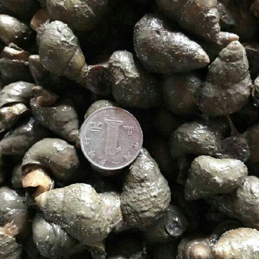 岳阳石螺 清水薄壳 纯炮头 1.7以上不封 肉肥味美