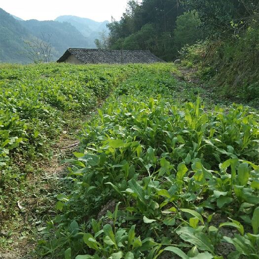 龙泉市大叶芥菜 5cm以下