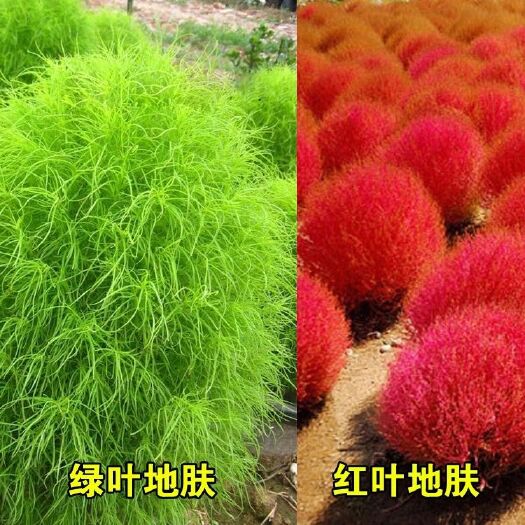连云港地肤种子 发芽快