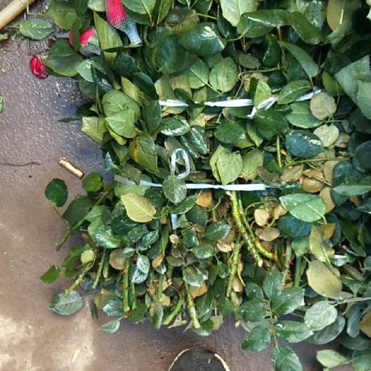 西昌市红玫瑰 花头大颜色纯正