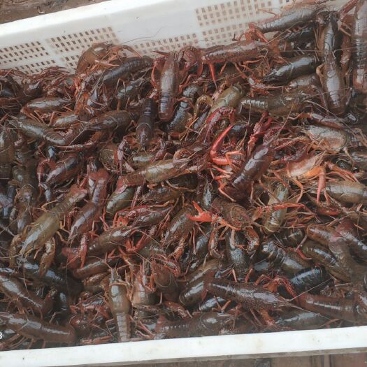 滁州青壳小龙虾 4-6钱 稻田虾