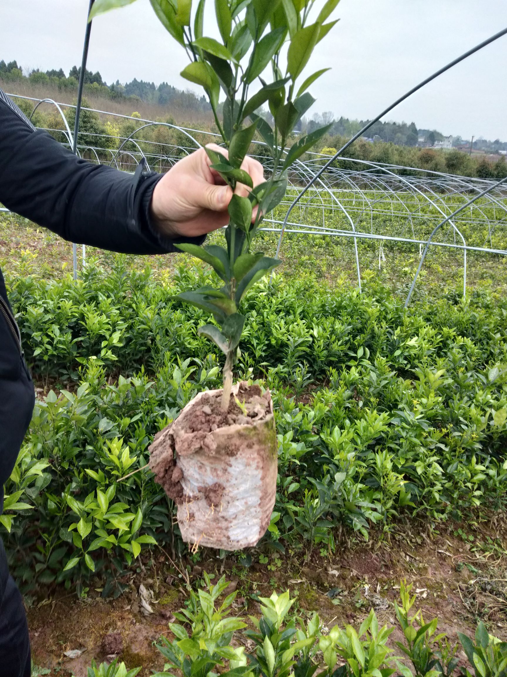 纽荷尔脐橙苗  纽荷尔脐橙营养杯苗，裸根苗假一赔十热销中