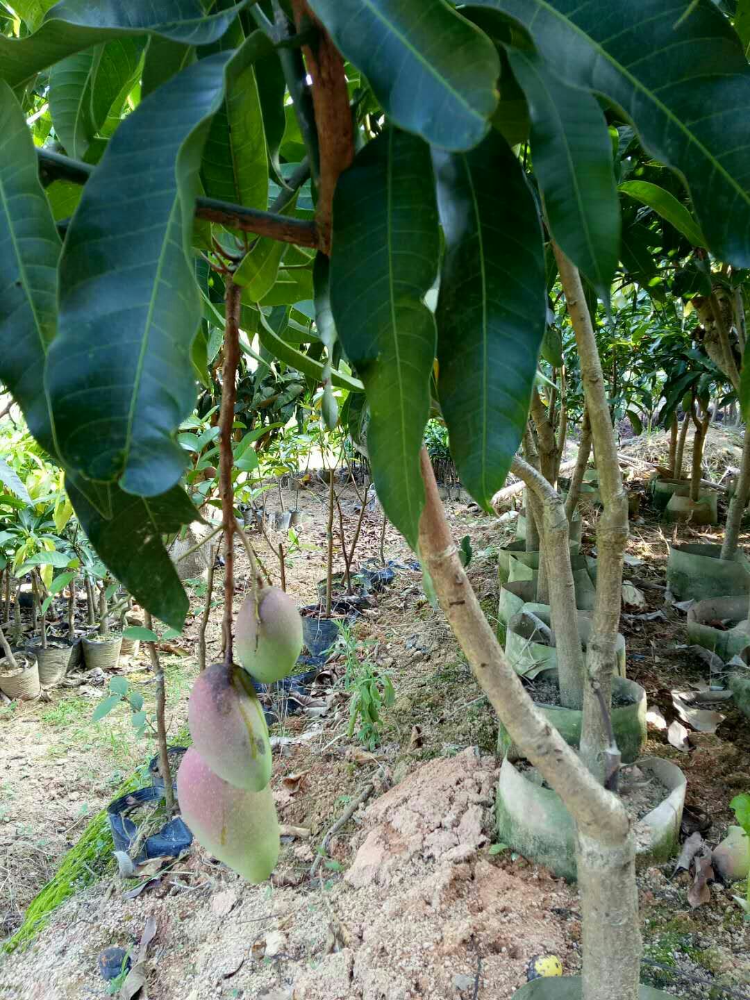 贵妃芒果苗