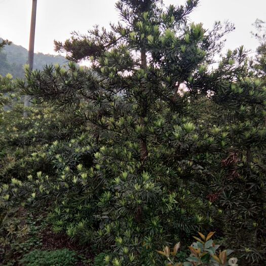 重庆市罗汉松盆景 造型罗汉松