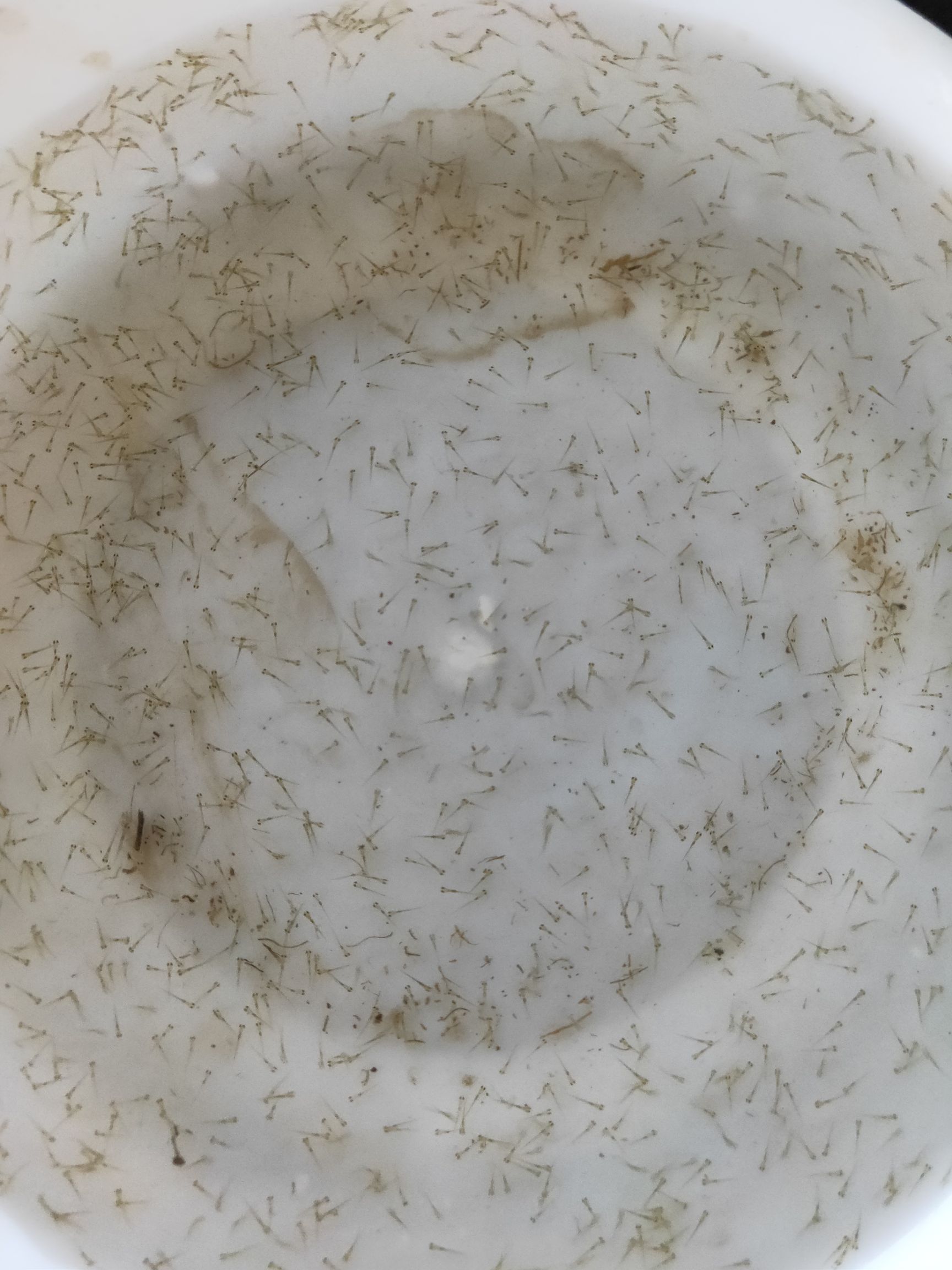 草鱼水花