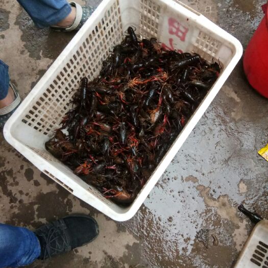 岳阳青壳小龙虾 人工养殖