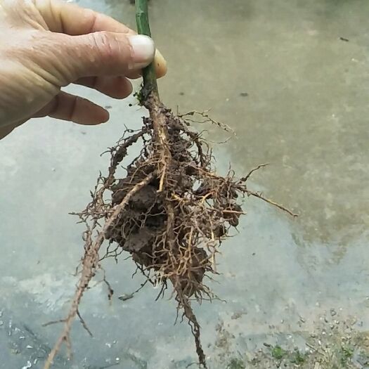 荔浦市种植枳壳苗