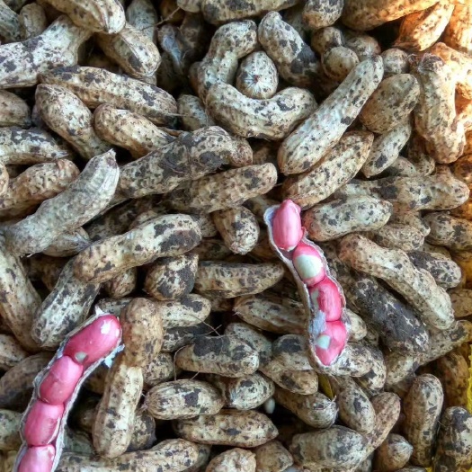 精品四粒红鲜花生 基地直供，量大从优！