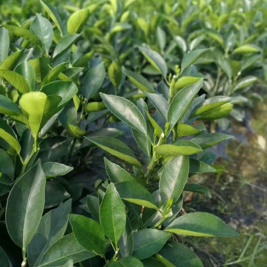 上犹县赣南脐橙苗 嫁接苗 0.5~1米