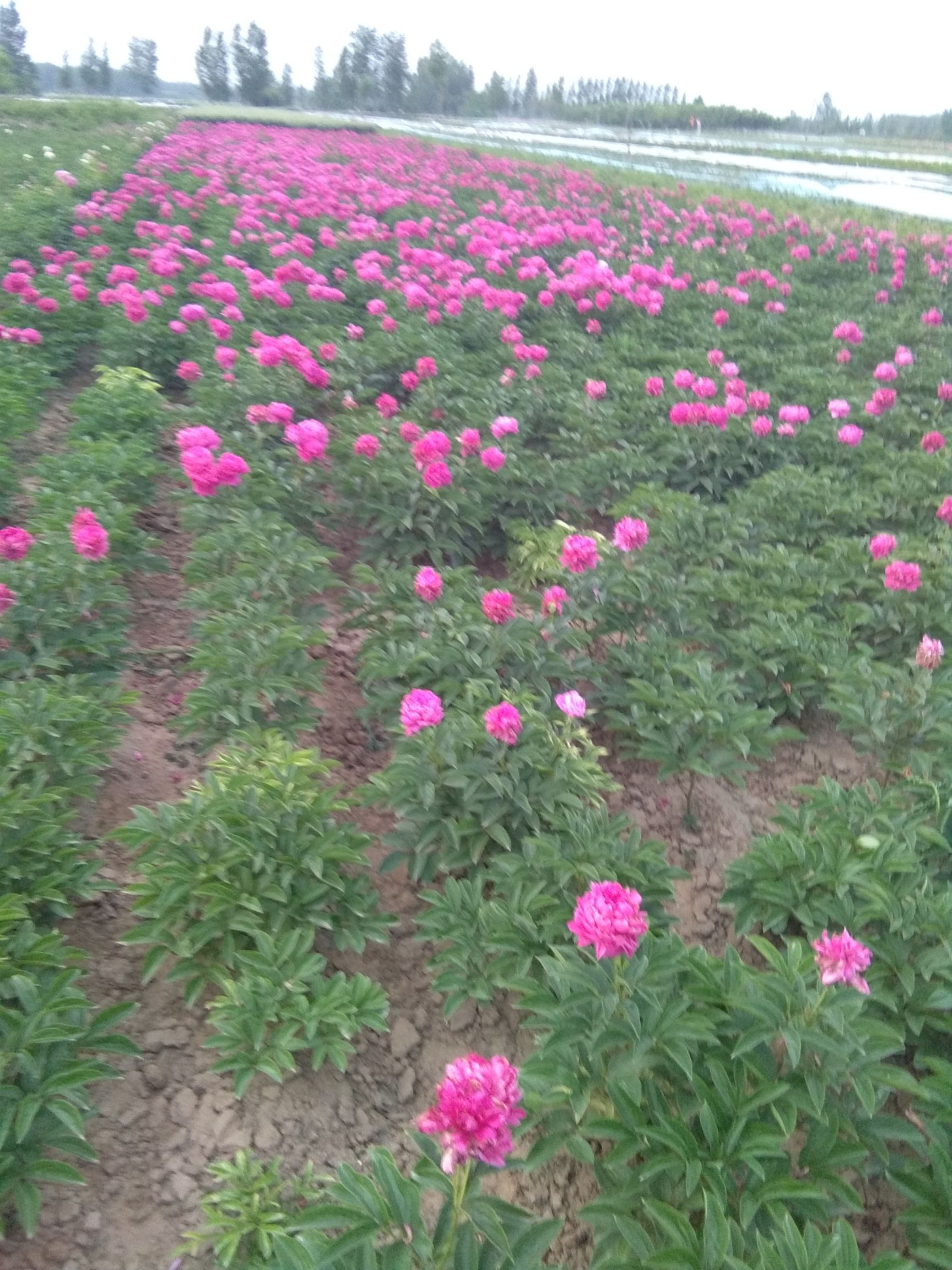 美丽芍药  观赏芍药，可以鲜切花，一手货源，重瓣芍药，保证品质