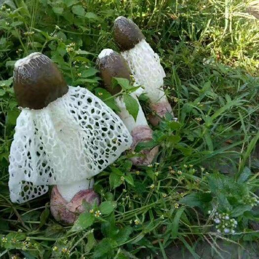 织金县竹荪蛋 一级 鲜竹荪