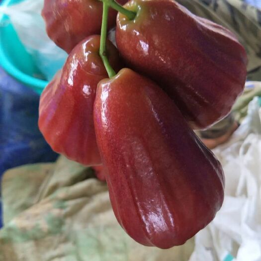 黑金刚莲雾 11-13cm