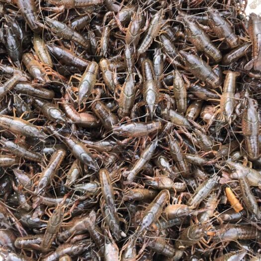 监利市小龙虾苗