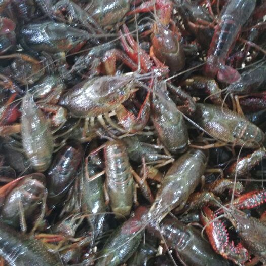 潜江市青壳小龙虾 大青6.6钱以上不封顶