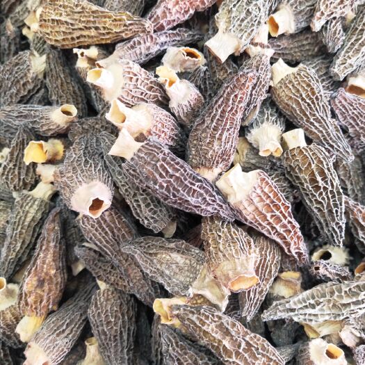 成都羊肚菌 干货