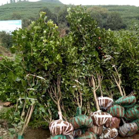 高县七芯茶花 140cm以上