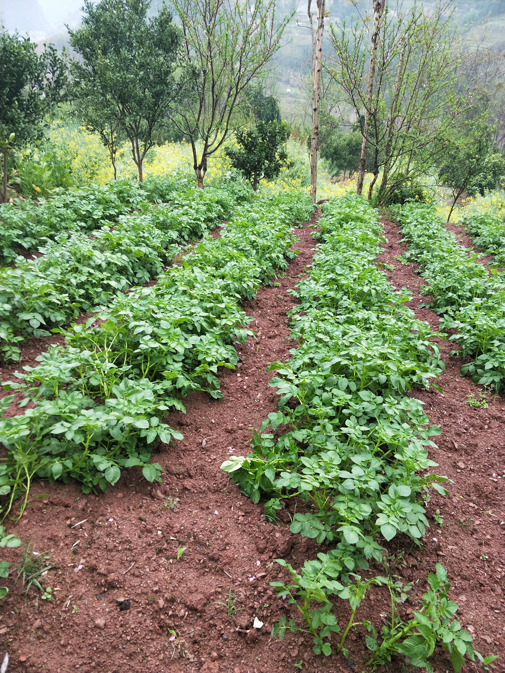 马尔科土豆 商品详情 来自恩施硒都大山的食材,农家肥种植,自然生长