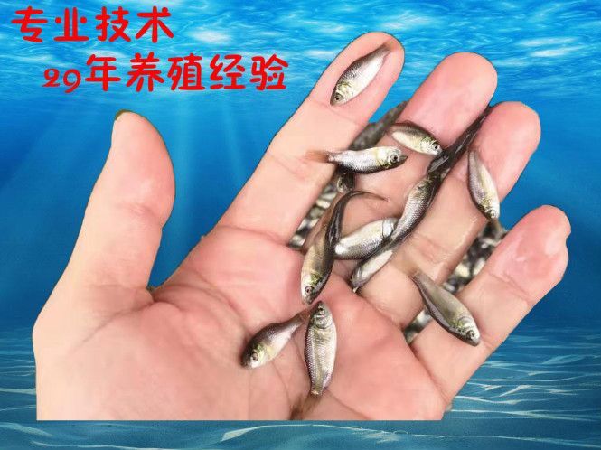 东莞市软骨鲫鱼 人工养殖 0.05公斤