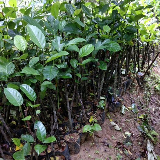 灵山县海南菠萝蜜苗