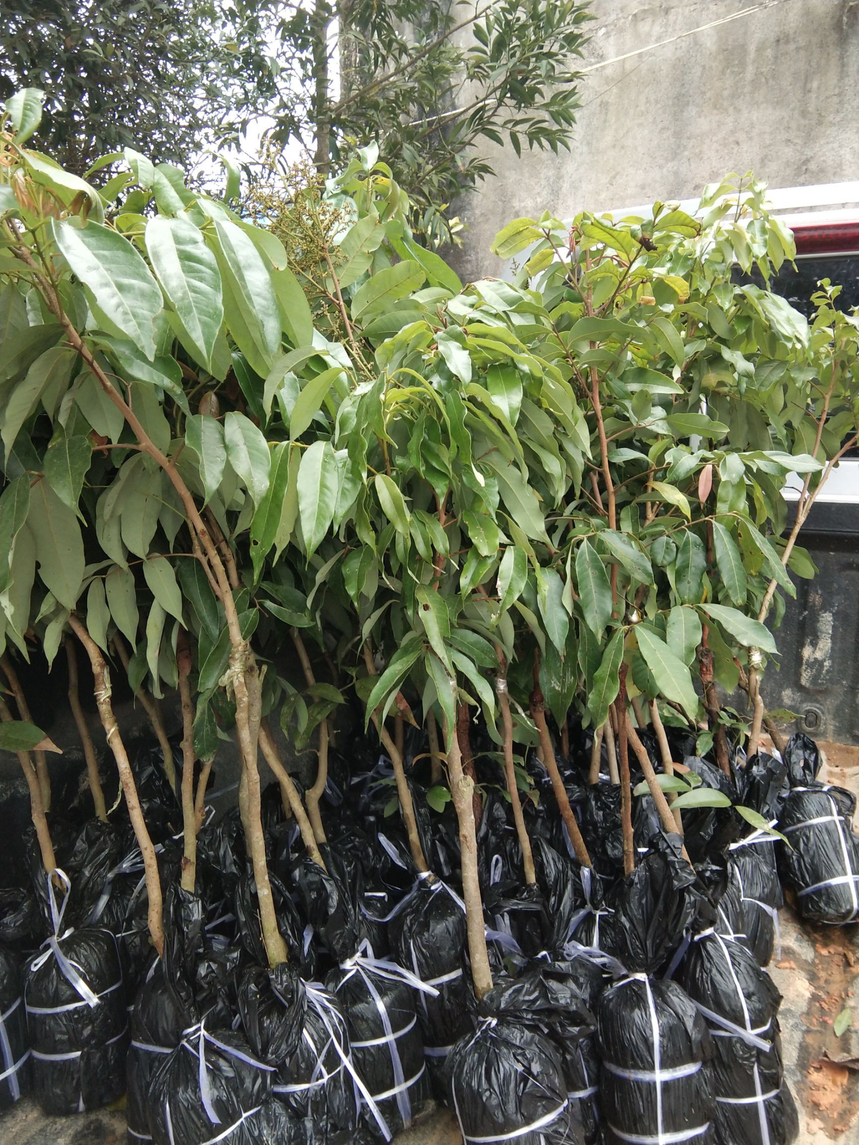 无核荔枝苗 无核荔枝，荔枝中的Plus，果大皮薄全是肉口感清甜无苦涩。