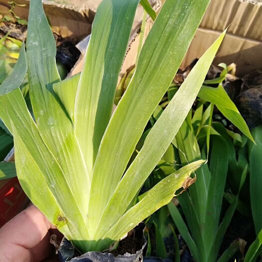 青州市紫花鸢尾